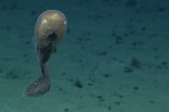 【激レア映像】南太平洋で「カオナシ深海魚」の撮影に成功の画像 2/2