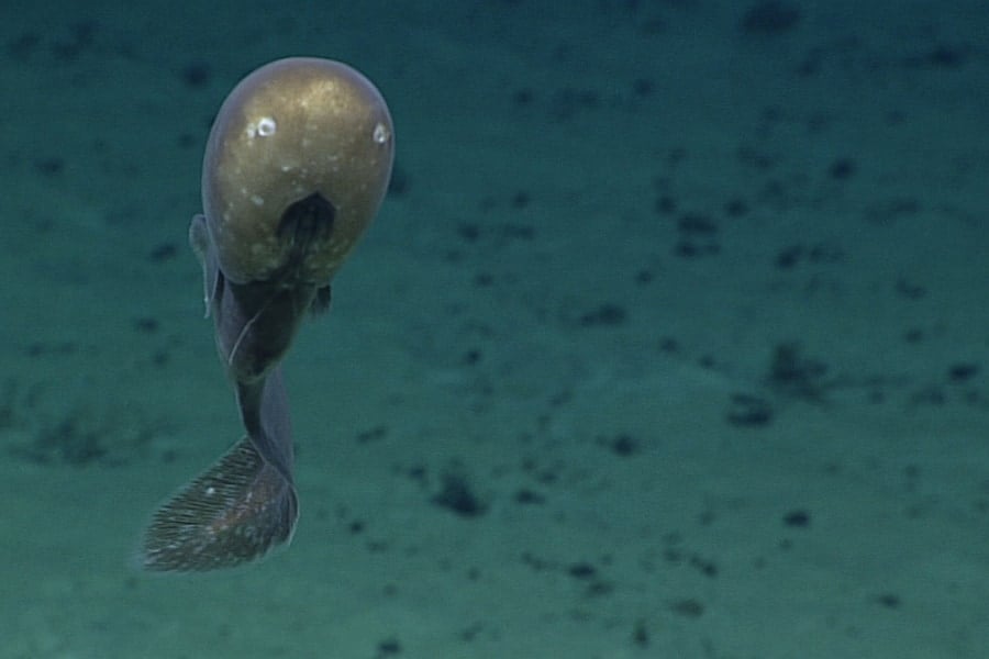 【激レア映像】南太平洋で「カオナシ深海魚」の撮影に成功の画像 2/2