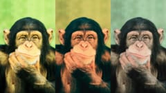 なぜチンパンジーにできることをできない人間がいるのか？