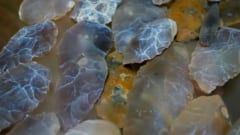 その非ヒト属は「ゴリラの握力」と「人間の器用さ」の両方を持っていたの画像 4/4