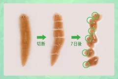 プラナリアの驚異の再生能力の秘密が明らかに――再生の司令塔を発見の画像 4/5