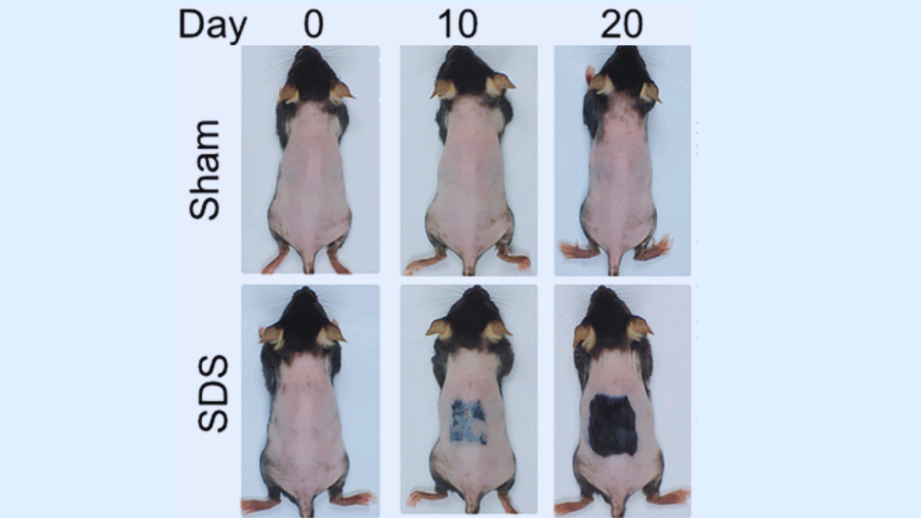「傷跡にやたら毛が生えてくる」仕組みを利用した発毛法を発見