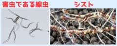 【農研】害虫を騙して「ふ化」させ餓死させる、新化合物を発見の画像 2/5
