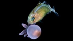 小さな魚たちは「刺すイソギンチャク」を持ち歩きして生きている盾にしている