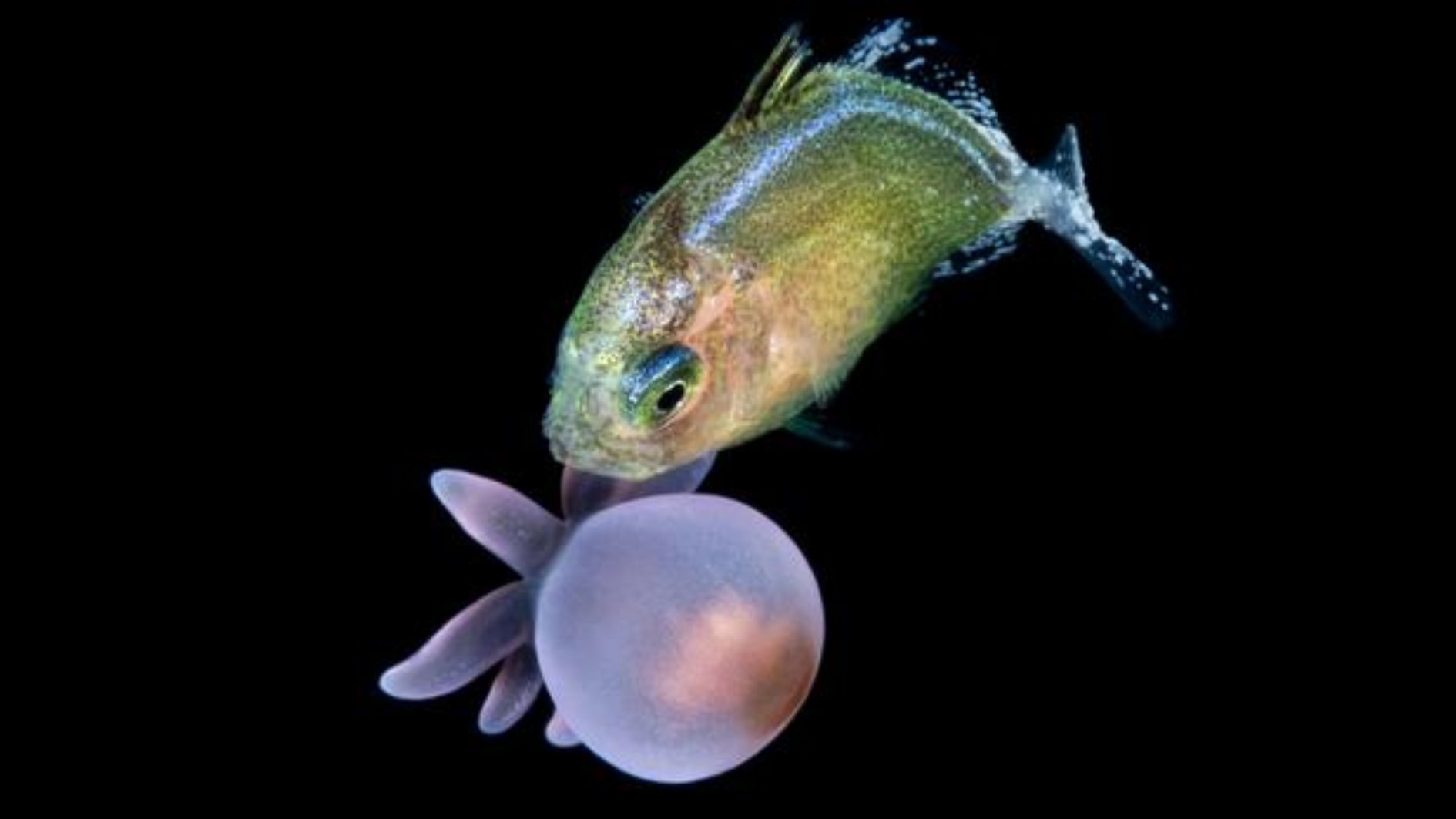 小さな魚たちは「刺すイソギンチャク」を持ち歩きして生きている盾にしている