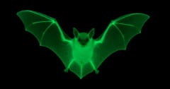 暗闇の中で「発光するコウモリ」を米国で発見の画像 1/2