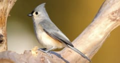 生きた哺乳類から「毛を盗む」ナゾの習性を持つ鳥の画像 1/1