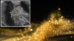 「金を蓄積する木」は葉で微生物が金粒子を固めていた