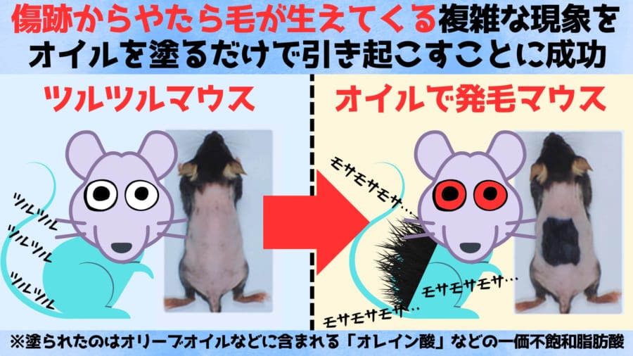 なぜ傷を負った部分の毛は妙に濃いのか?