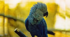 野生では絶滅した「アオコンゴウインコ」、雛の孵化に成功！の画像 1/2
