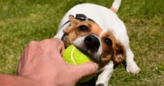 犬に「おもちゃ中毒」はあるのか、調べた研究の画像 1/1