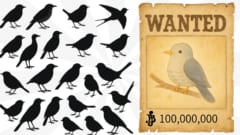 カッコウたちは21種類の鳥から「お尋ね者」として警戒音を共有されているの画像 1/4