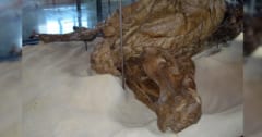 約6600万年前の「草食恐竜のミイラ」を発見の画像 1/1