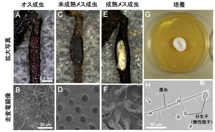 耳だと思われていた部位はメスだけにある共生菌栽培ポッドでした