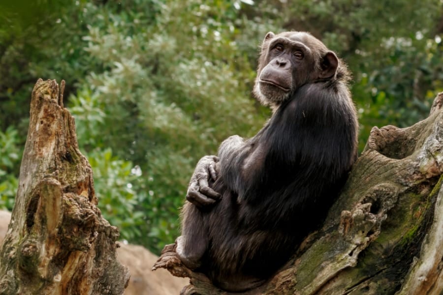 飛ぶ虫を「塗り薬」にするチンパンジーを発見