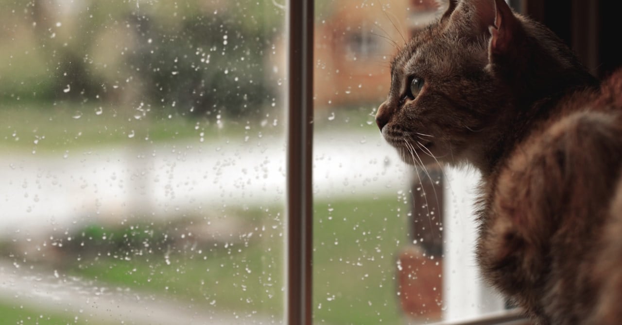 ネコのゴロゴロや雨音の振動数はプレゼン中の不安感を軽減するの画像 1/4