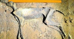 【史上初】自然にミイラ化したチーターの遺体を発見の画像 1/3