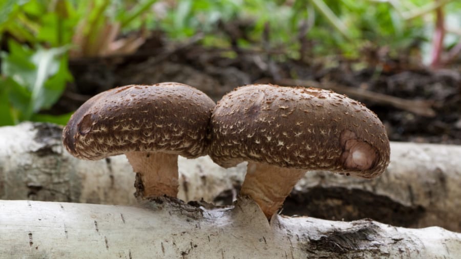 脳でもない、半導体でもない――第三の選択肢