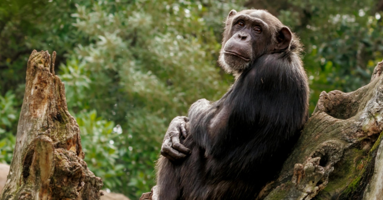 飛ぶ虫を「塗り薬」にするチンパンジーを発見の画像 1/1