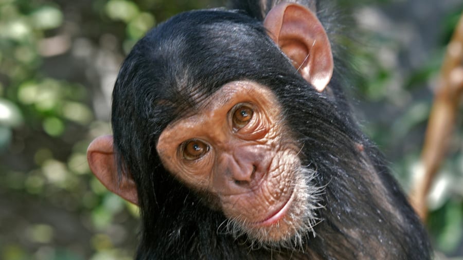 チンパンジーですら証拠をもとに信念を「考え直せる」柔軟さを持つと