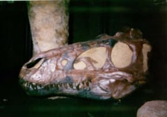 Tレックスの幼体とされていた化石、実は「新種のTレックス」だったと判明の画像 3/3