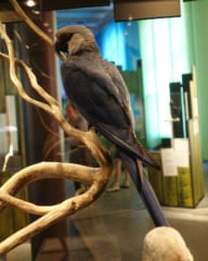 野生では絶滅した「アオコンゴウインコ」、雛の孵化に成功！の画像 2/2