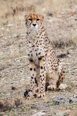 【史上初】自然にミイラ化したチーターの遺体を発見の画像 3/3