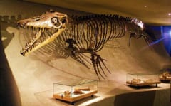 恐竜時代の「海棲爬虫類」の体温の推定に成功！の画像 2/2