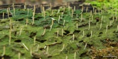 地衣類の一種であるシラウオタケ。