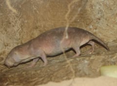 ハダカデバネズミの群れに「トイレ掃除係」がいたの画像 2/3