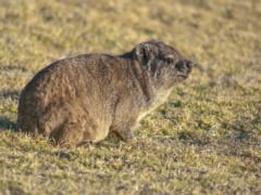 世界初「お尻を引きずった跡」の化石痕を発見、誰のおしり？の画像 2/2