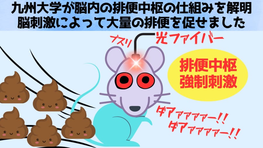 便秘の原因は脳にあった――九州大が脳の排便中枢の仕組みを世界で初めて解明!