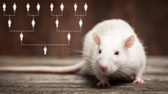 人間大好き「なつきマウス」36世代を経て人間と遊ぶようになったの画像 1/4