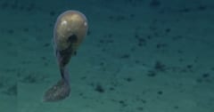 【激レア映像】南太平洋で「カオナシ深海魚」の撮影に成功の画像 1/2