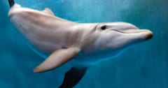 座礁したイルカの脳に「アルツハイマー」とよく似た病変を発見の画像 1/1