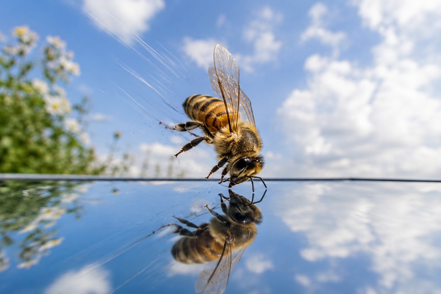 ミツバチは「鏡の上を飛ぶ」と大変なことになる