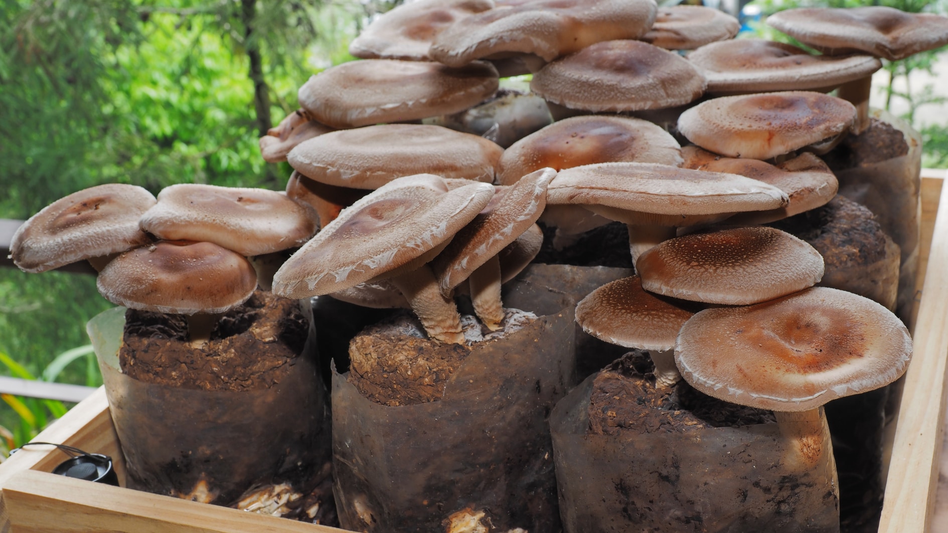 未来のメモリは畑から？