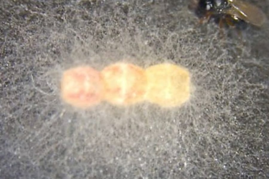 「耳」の役割を疑う研究者たちの挑戦――そこには卵を守るバリア菌栽培ポッドがあった