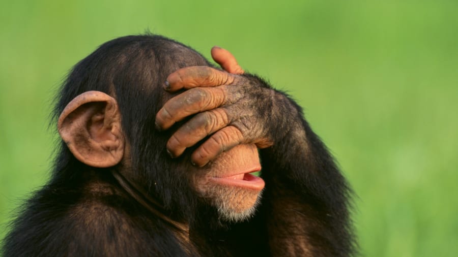 ダーウィンの予言通り? チンパンジーが示す人間的理性の原型