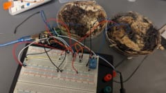 キノコで動くコンピューター「シイタケRAM」誕生