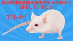 後天的な運動訓練の成果が父から子に遺伝していたと判明！の画像 1/4