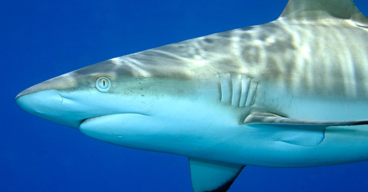 “人への攻撃性が低い”サメは、なぜ観光客を襲ったのか?科学者が説明の画像 1/1