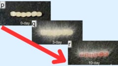 生み落とされた卵の周りに徐々にカビバリアが育っていく様子