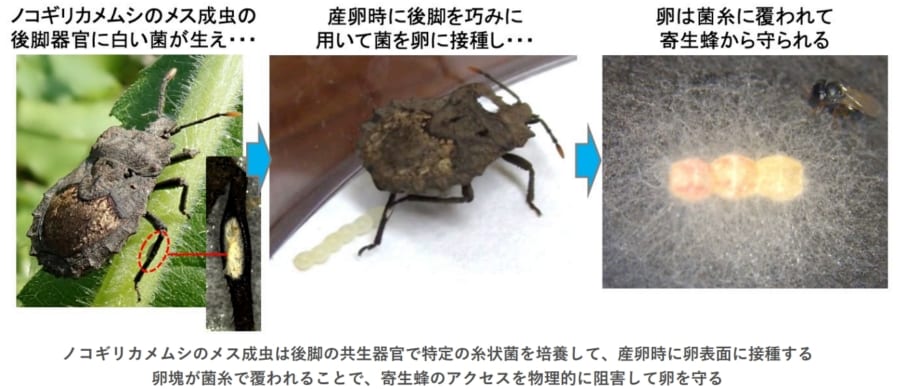 「耳」の役割を疑う研究者たちの挑戦