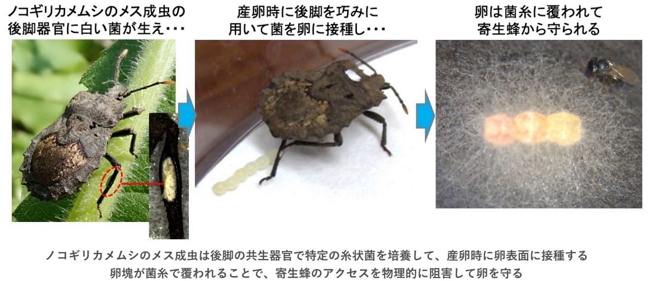 「耳」の役割を疑う研究者たちの挑戦