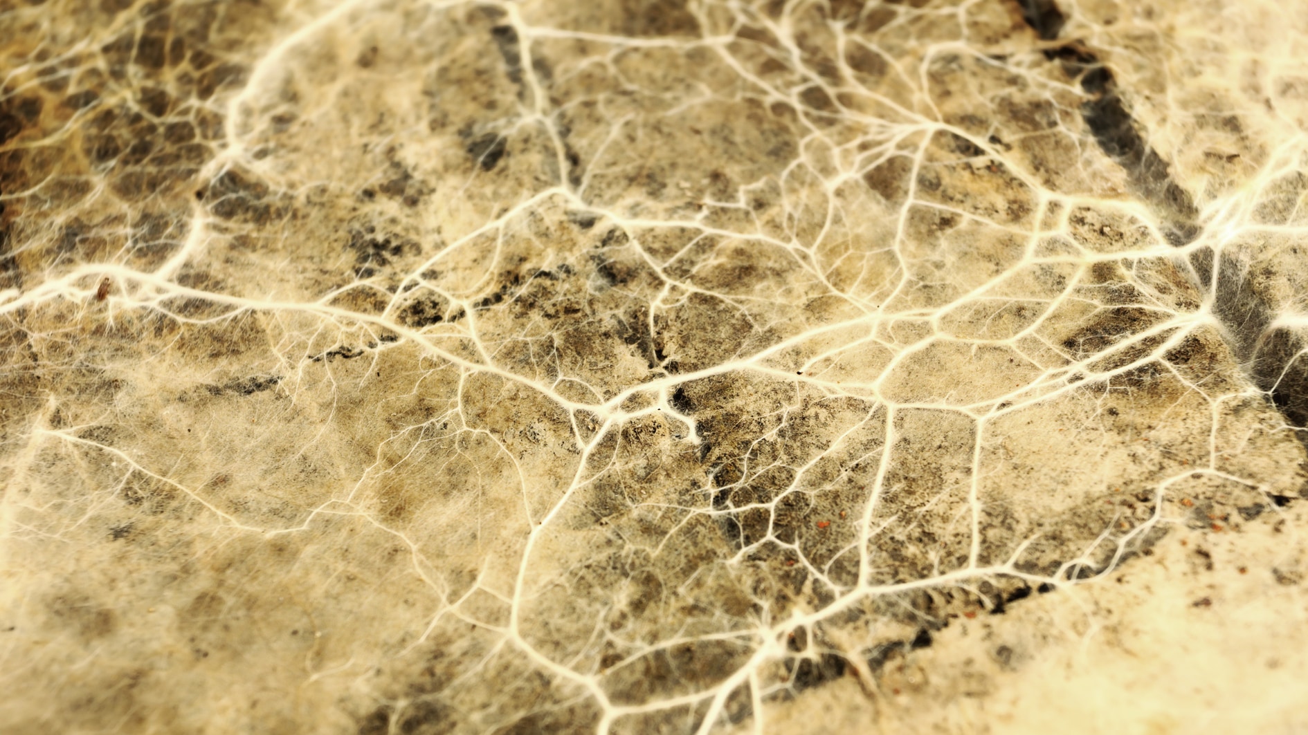 キノコの菌糸は情報処理システムとして機能する