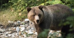 クマとの「遭遇リスク」を予測するAIモデルを開発の画像 1/1