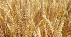 小麦生産量を3倍に増やす!?変異遺伝子を発見の画像 1/1