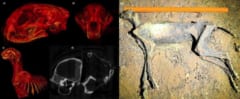 【史上初】自然にミイラ化したチーターの遺体を発見の画像 2/3