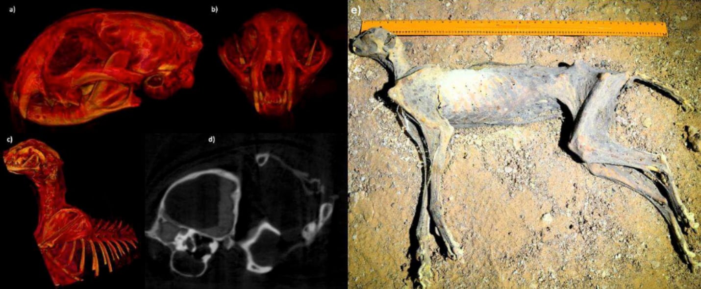 【史上初】自然にミイラ化したチーターの遺体を発見の画像 2/3